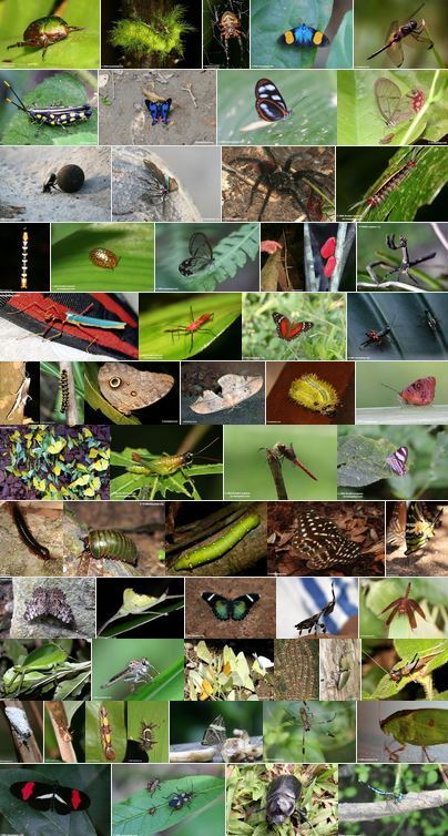 Les insectes des forêts humides | Insect Archive | Scoop.it