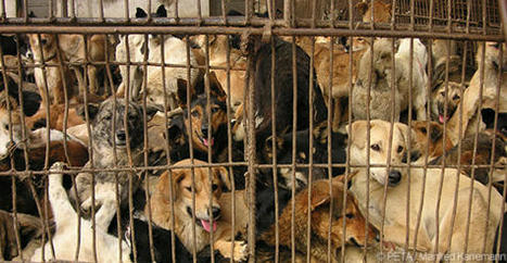 Help Animals Tortured for Fashion - Donate Now | PETA | Biblioteca de Alejandro Melo-Florián | Scoop.it