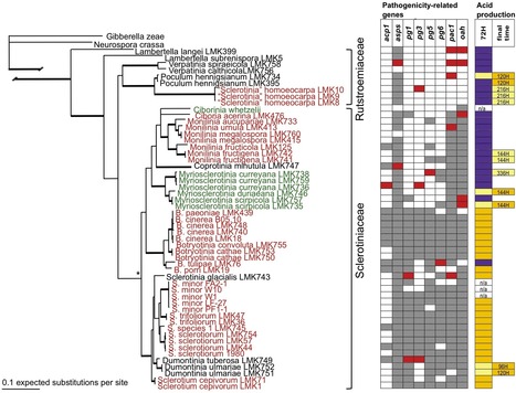 PLoS ONE: Evidence for a Common Toolbox Based on Necrotrophy in a Fungal Lineage Spanning Necrotrophs, Biotrophs, Endophytes, Host Generalists and Specialists | Plant Pathogenomics | Scoop.it