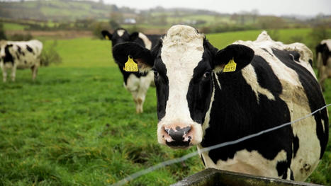 Une nouvelle étude met en évidence les avantages du lait irlandais nourri à l’herbe | Lait de Normandie... et d'ailleurs | Scoop.it
