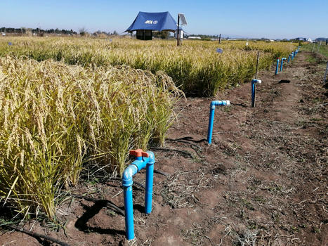 CHILE:  Rumbo a la COP28, el IICA Destaca Innovaciones de Sector Arrocero de Chile, Que Produce con Menos Agua y Emisiones, y el INIA Lleva Esa Experiencia a Filipinas | SRI Global News ++ March - May 2025    System of Rice Intensification (SRI) | Scoop.it