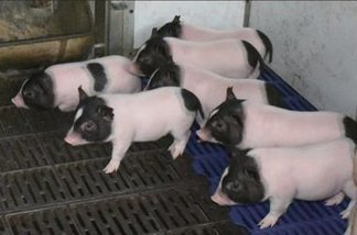 Scientists Created Low-Fat Pigs by Editing Their Genes With CRISPR | Animal Models - GEG Tech top picks | Scoop.it