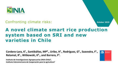 CHILE / UZBEKISTAN: A Novel Climate Smart Rice Production System Based on SRI and New Varieties in Chile  | SRI Global News ++ June - September 2025    System of Rice Intensification (SRI) | Scoop.it