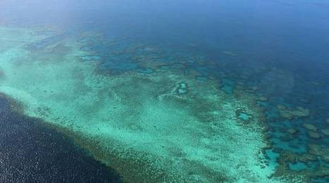 Australie : La Grande Barrière de corail a vécu son pire épisode de blanchissement | Biodiversité | Scoop.it