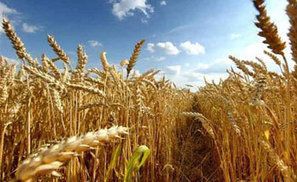 Algérie/Céréales : Plus de 53 millions de quintaux importés en 2014-2015 Agriculture | MED-Amin network | Scoop.it