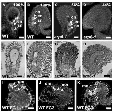 ACTIN-RELATED PROTEIN6 Regulates Female Meiosis By Modulating Meiotic Gene Expression in Arabidopsis | SEED-DREAM Lab info | Scoop.it