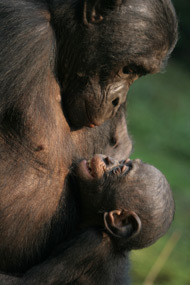 Video: Bonobos and Chimpanzees: Peaceful bonobos may have something to teach humans  - Science Nation | Empathy and Animals | Scoop.it