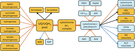 Microbe Profile: Paracoccus denitrificans - a versatile model | Msc | RMH | Scoop.it