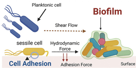 Cell Adhesion and Biofilm Development via Force-Sensitive Mechanisms: A Perspective | acs | RMH | Scoop.it