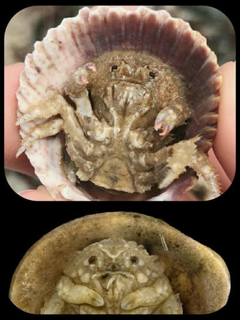 Ces crabes créent leurs propres carapaces à partir de coquilles | EntomoScience | Scoop.it