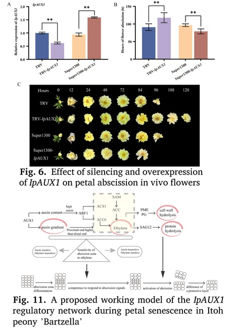 Deciphering the auxin-ethylene crosstalk in petal abscission through auxin influx carrier IpAUX1 of Itoh peony 'Bartzella' | Plant hormones (Literature sources on phytohormones and plant signalling) | Scoop.it