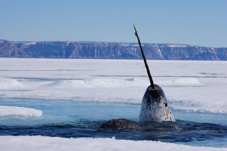 High-tech and Indigenous knowledge join forces to protect the melting Arctic’s most at-risk animals | Indigenous Stories and Education | Scoop.it
