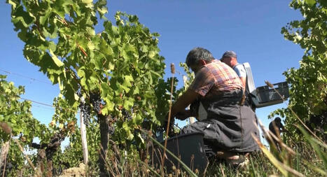 FRANCE : Vendanges pr&eacute;coces&nbsp;: le changement climatique bouscule le calendrier | CIHEAM Press Review | Scoop.it