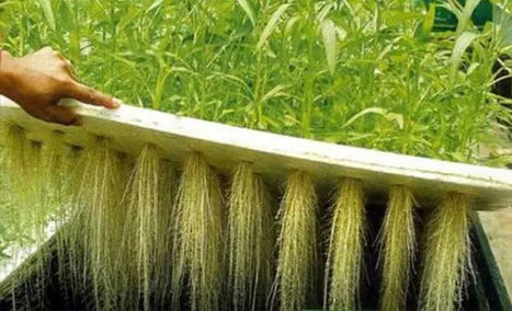 Tunisie: Quelle agriculture post-Covid-19 ? | MED-Amin network | Scoop.it