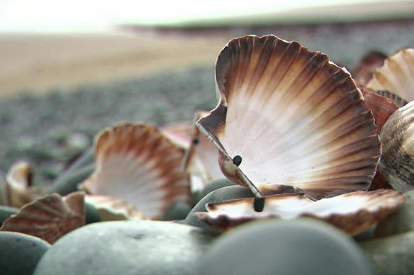 Les dépôts sauvages de coquilles Saint-Jacques, sources de pollution sur le littoral