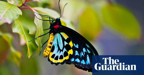 Ornithoptera richmondia, une espèce endémique d’Australie en déclin depuis 80 ans : « Les jardins ont sauvé ce papillon à 100% », déclare Matt Cecil, chargé de projet à la Wildlife Preservation Soc... | EntomoNews | Scoop.it
