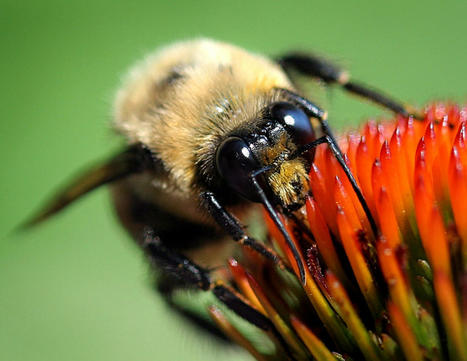 De nouvelles preuves de l'effet des néonicotinoïdes sur les abeilles sauvages | EntomoNews | Scoop.it