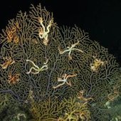 Coral Still Show Effects Years After BP Oil Spill : DNews / Discovery du 04.08.2014 | Pollution accidentelle des eaux (+ d&eacute;chets plastiques) | Scoop.it