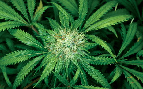 5 Biggest Lies from Anti-Pot Propagandist Kevin Sabet | Beckley News : Cannabis - Marijuana | Scoop.it