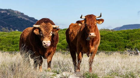 La décapitalisation bovine a touché presque toute l’Europe en 2023 | Economie de l'Elevage | Scoop.it