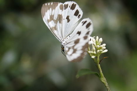 Compter les papillons, une contribution bénévole à l’étude du réchauffement | Variétés entomologiques | Scoop.it