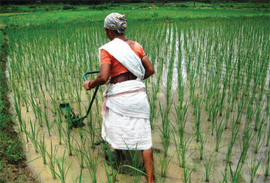 Getting more with less | SRI Global News ++ March - May 2025    System of Rice Intensification (SRI) | Scoop.it