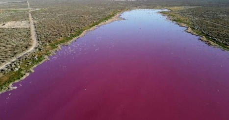 Une lagune vire au rose en Argentine à cause du déversement de produits chimiques / le 26.07.2021 | Pollution accidentelle des eaux par produits chimiques | Scoop.it