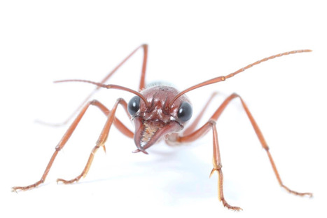 Ces fourmis utilisent la lumière de la lune pour retrouver leur chemin | EntomoNews | Scoop.it