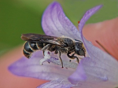 UMons: une banque de données fondamentale pour mieux connaître les abeilles | Insect Archive | Scoop.it