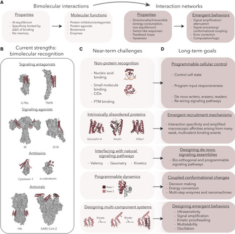 Programming biological behavior with AI-guided de novo protein design | mcell | RMH | Scoop.it
