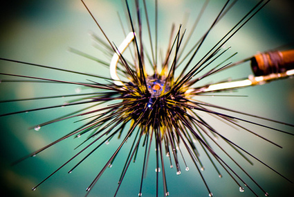 Overfishing Unleashes a Scourge of Sea Urchins on Reefs | OUR OCEANS NEED US | Scoop.it