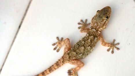 [La Dépêche du Midi] "Il a clairement suivi les infrastructures ferroviaires" : le gecko, petit lézard nocturne, colonise-t-il la France en voyageant en train ? | Les laboratoires du CNRS Occitanie Ouest dans la presse | Scoop.it