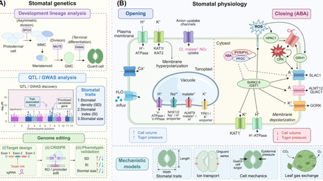 Stomatal biology meets multimodal foundation model-driven AI | tin | RMH | Scoop.it