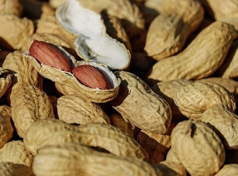 Palforzia becomes first peanut allergy drug to get US approval | Allergy (and clinical immunology) | Scoop.it