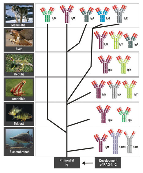 Teaching the Relevance of Evolution to Understanding Immune Recognition | Immunology for University Students | Scoop.it