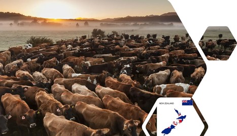 Nouvelle-Zélande : peut-on taxer les rots du bétail ? | Lait de Normandie... et d'ailleurs | Scoop.it