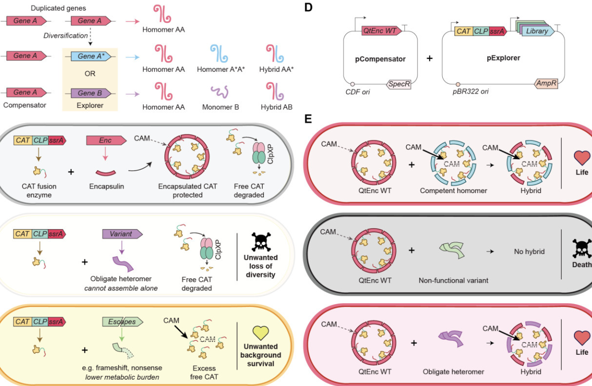 Directed evolution of multimeric proteins is en...