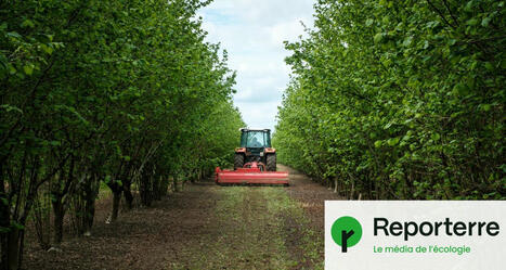 Pesticides : la fuite en avant des cultivateurs de noisettes | SCIENCES DU VEGETAL | Scoop.it