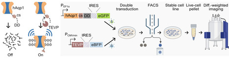 A programmable genetic platform for engineering noninvasive biosensors | SAdv | RMH | Scoop.it