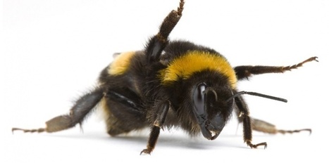 Oui, le bourdon terrestre pique et fait du miel | EntomoScience | Scoop.it