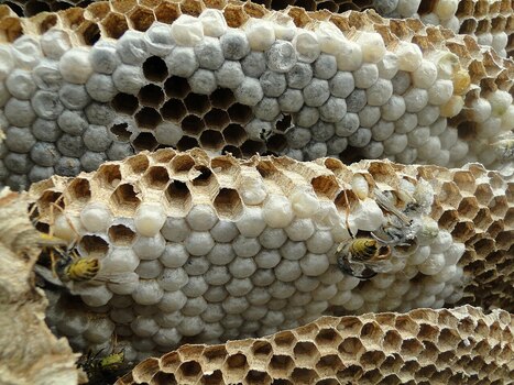 Of wasps and men | Industry 411 - Waste Management | Scoop.it