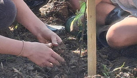 Des petites mains pour de grandes racines : les enfants de Pey plantent l&rsquo;avenir &agrave; la Ferme de Libat - ICI | Landes - Conseils municipaux & communautaires | Scoop.it