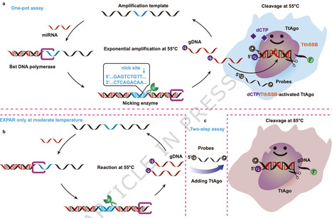 Moderate-temperature DNA cleavage activity of TtAgo activated by dCTP/TthSSB for one-step isothermal microRNAs detection | Ncm | RMH | Scoop.it