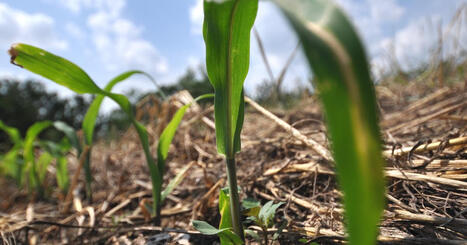 Eastern North Carolina corn and soybean fields facing steep yield drops due to lack of rain -&nbsp;Public Radio For Eastern North Carolina | Operation Deimos | Scoop.it