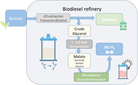Production of hydrogen from crude glycerol via an integrated process of L-malate biosynthesis by Escherichia coli and photofermentation by Rhodobacter capsulatus | Mcf | RMH | Scoop.it