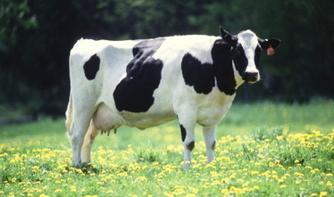 Moins d'émissions de méthane pour les vaches néerlandaises | SCIENCES DE L' ANIMAL | Scoop.it