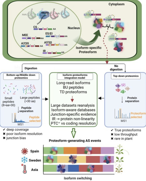 Alternative splicing in plants: emerging order from chaos | tin | RMH | Scoop.it