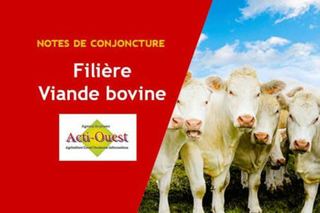 La période estivale va être compliqué pour la viande Française | Actualité Bétail | Scoop.it