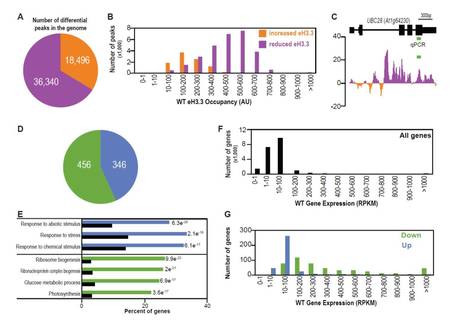 Arabidopsis ATRX Modulates H3.3 Occupancy and Fine-Tunes Gene Expression | The Plant Cell | Scoop.it