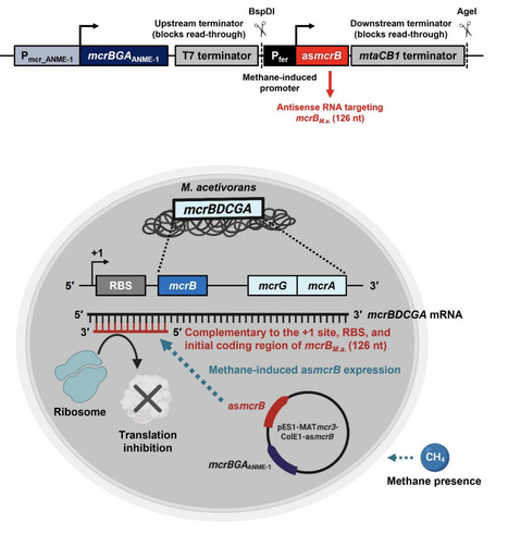Enhancing Reverse Methanogenesis Using RNA-Guided Silencing | brvbe | RMH | Scoop.it